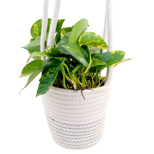 Tropi Co Pack X In Hanging Woven Baskets For Houseplants Mtra