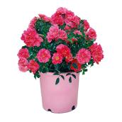 Rosier assorti, Pan American, tapis fleur, 8'' en pot