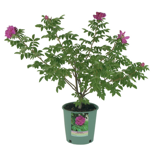 Pan American - Hardy Rose - 2-gal. - Assorted Colours