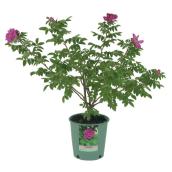 Pan American - Hardy Rose - 2-gal. - Assorted Colours