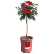 Patio Roses - 5-gal. - 24-in - Assorted