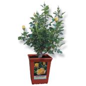 Windmill Tea Rose Bush in a 2-gal Container - Assorted Colours