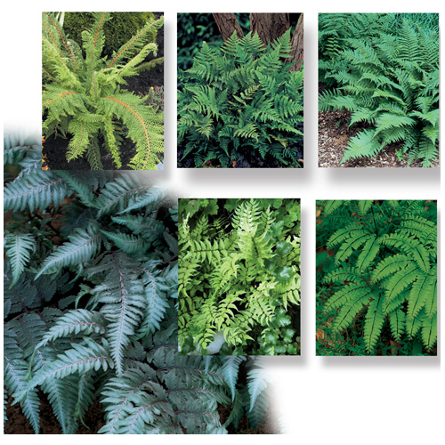 WINDMILL Assorted Fern - #1 Container CP-2600 | RONA