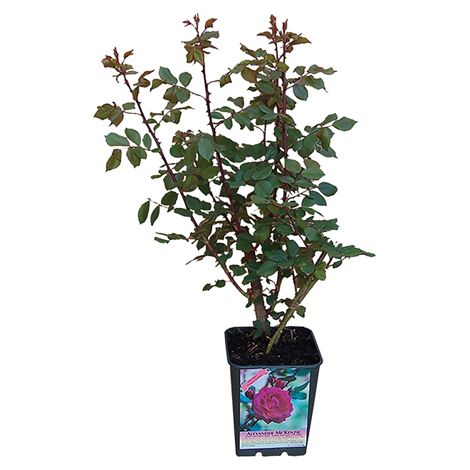 Image of Windmill | Rose Bush - 1-Gal. - Assorted Colours | Rona