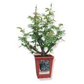 Windmill Climbing Rose - Tea Type - 2-gal. - Assorted Colours