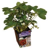 Strawberry or Rhubarb Plant - 1-gal. Container - Assorted