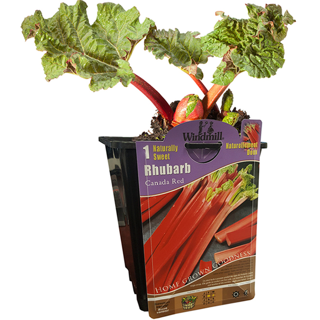 Strawberry or Rhubarb Plant - 1-gal. Container - Assorted