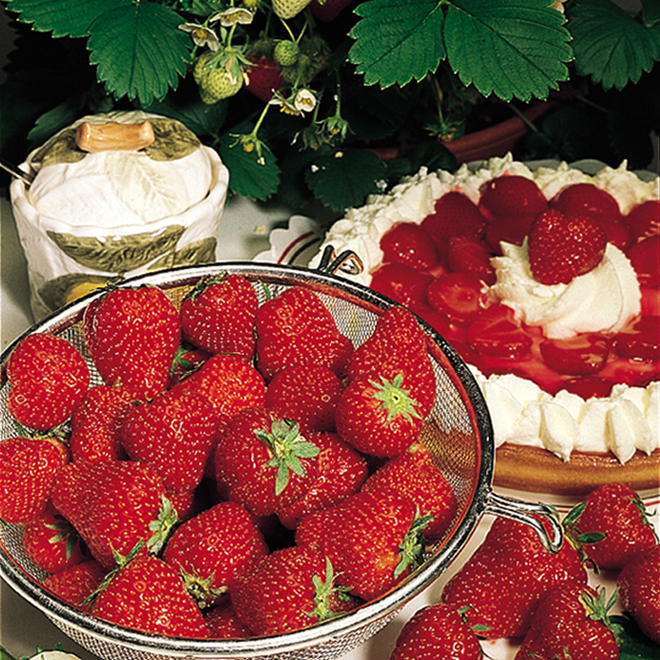 Strawberry or Rhubarb Plant - 1-gal. Container - Assorted