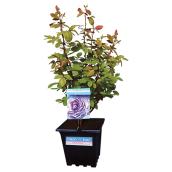 Pan American Nursery - Assorted Roses - Hybrid Tea - #2