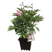 Assorted Peony - 3-gal. Container