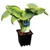 Assorted Large Leaf Hosta - 3-gal. Container