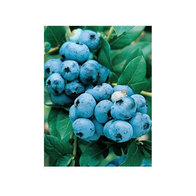 Blueberry Plant - 1-gal. Container - Assorted