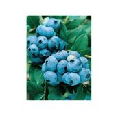 Plant de bleuets en contenant de 1 gal, variétés assorties