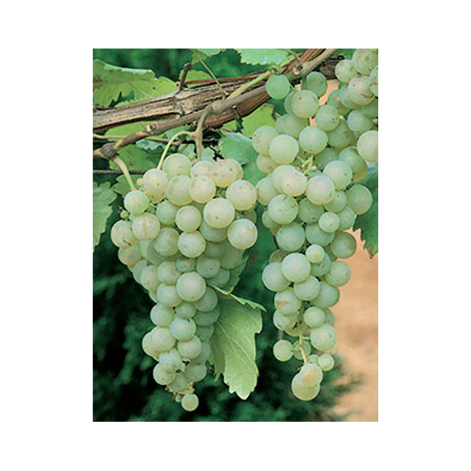 Vine Grapes - 1-gal. Container - Assorted