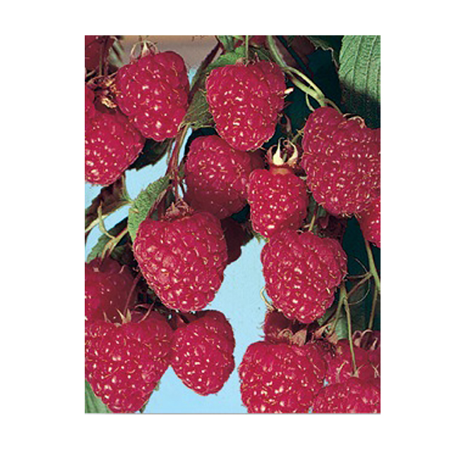 Raspberry Bush in 1-gal. Container - Assorted