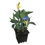 Assorted Canna Lily - 3-Gallon Container