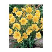 Hémérocallis, Pan American Nursery, 1 ga, couleurs assortis
