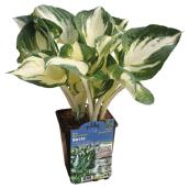 Assorted Hostas - 1-Gallon Container