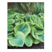 Assorted Hostas - 1-Gallon Container