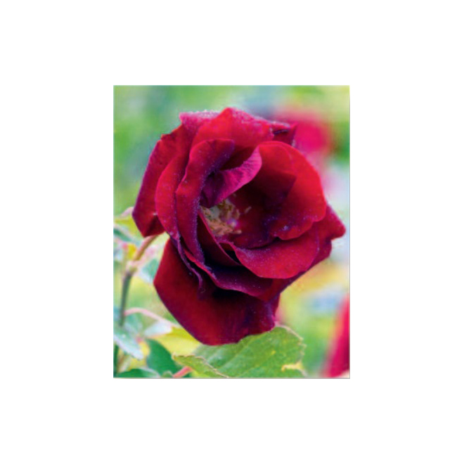 Rosier Canadiana assorti, pot de 2 gallon
