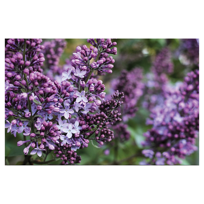 Lilas assortis, Pan American Nursery, 1 gallon