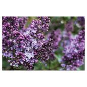 Pan American Nursery - Assorted Lilac - 1 Gallon