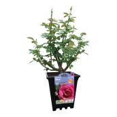 Pan American Nursery - Lona Rose - Pot - 2 Ga