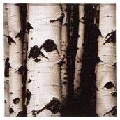 Cotton Black and White Canvas - Birch Bark