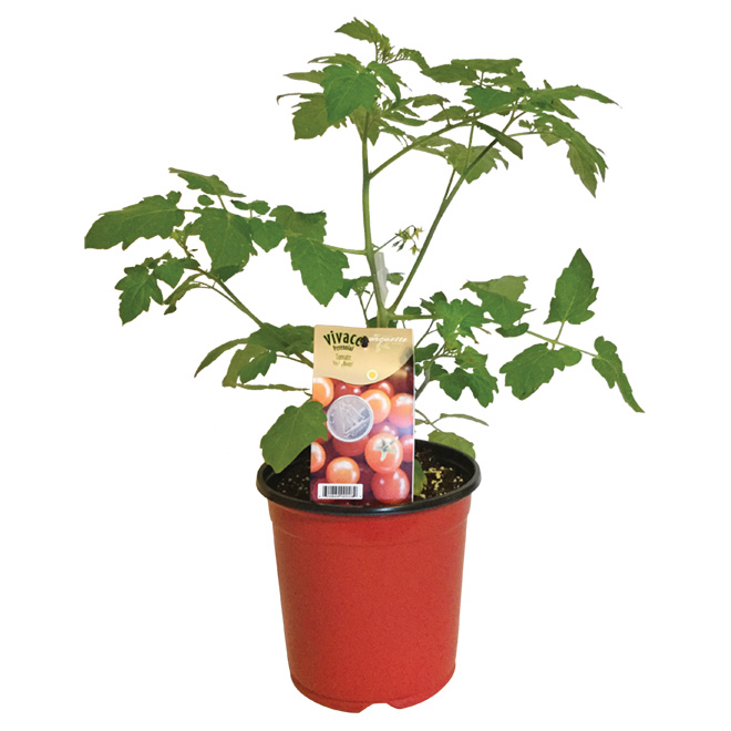 MEYERS FLOWERS Mini Pearls Tomato Plant in 1gal. Container TOMATEPERLE