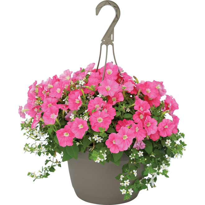 VALU+ Assorted Annuals in Hanging 10-in Basket - Assorted Colours