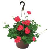 Assorted Annuals in Hanging Basket - 10-in