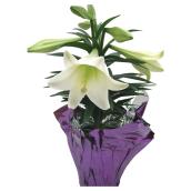 Meyers Flowers Easter Lily in Decorative Pot White - 6-in