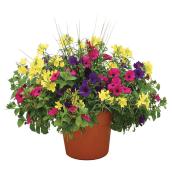 Fleurs annuelles assorties en pot de 10 po