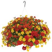 Annual Flowers in Hanging Basket - 10-in - Assorted Colours