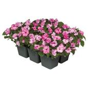 Annuals - 6-Pack - Assorted Colours