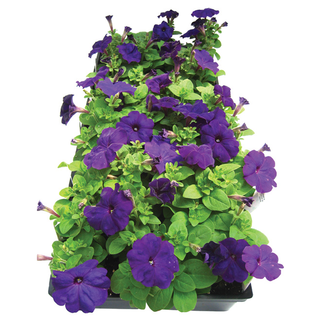 Meyers Flowers Annuals Assorted Colours Pack of 4 ANNUAL1204X12