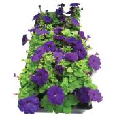 Fleurs annuelles, Meyers Flowers, couleurs assorties, paquet de 4