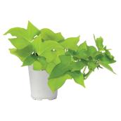 Annuals - 4"