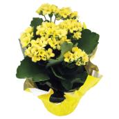 Kalanchoe - 4in - Assorted Colours