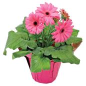 Potted Gerbera - 4-in - Assorted Colours