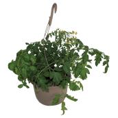 Légumes et fines herbes en panier suspendu, 10"