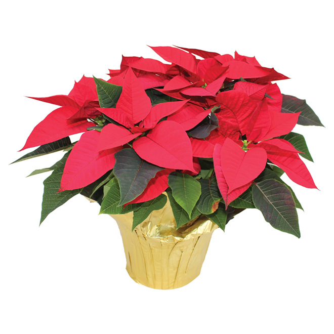 Meyers Flowers 6-in Grower Pot Assorted Poinsettia