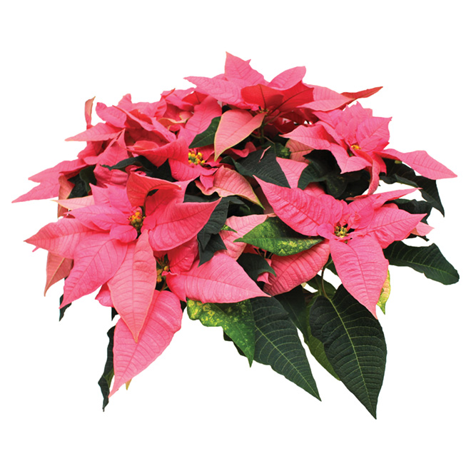 Meyers Flowers 8-in Grower Pot Assorted Poinsettia