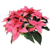 Meyers Flowers 8-in Grower Pot Assorted Poinsettia