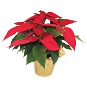 Meyers Flowers 4.5-in Grower Pot Assorted Poinsettia