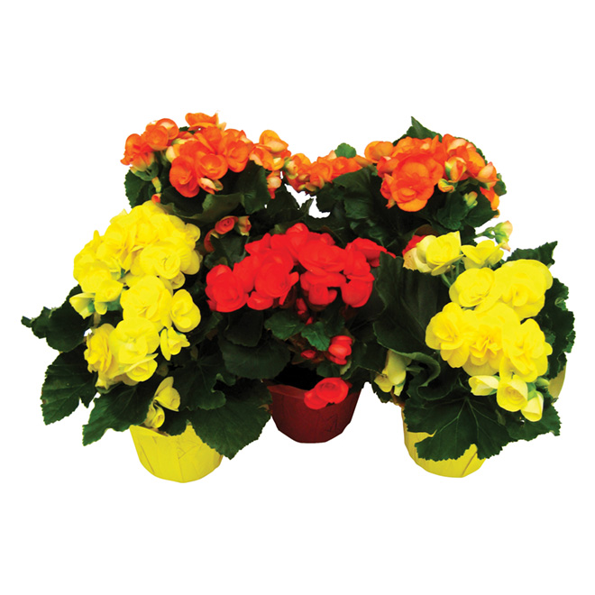 Begonias - 4-in - Various Colours