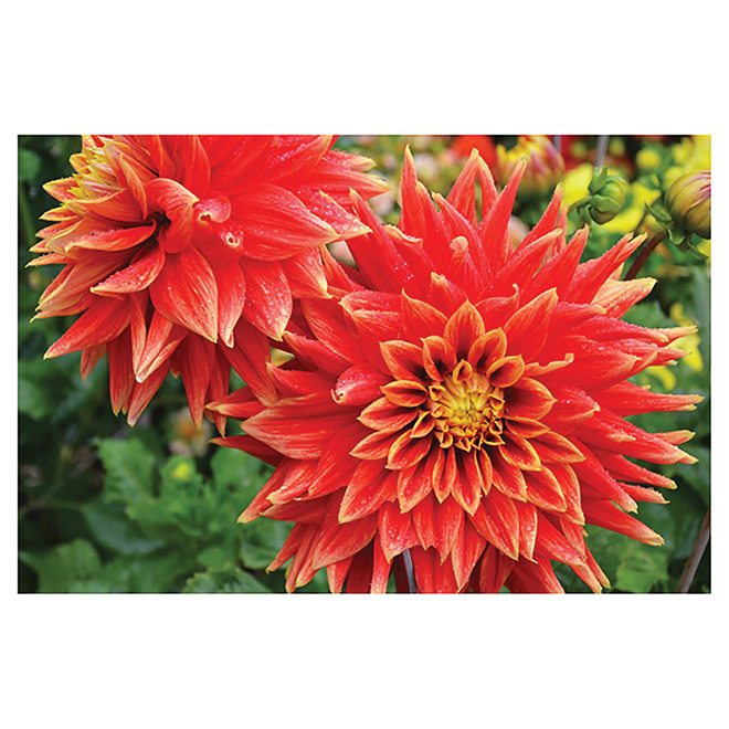 Dahlia en pot de 2 gal, couleurs assorties