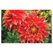 Dahlia in 2-gal. Pot - Assorted Colours