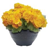 Begonia, Meyers Flowers, centre table, 10'', assorti