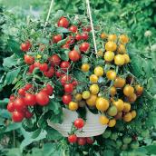 Cherry Tomatoes in 12-in Hanging Basket - 2 Colours